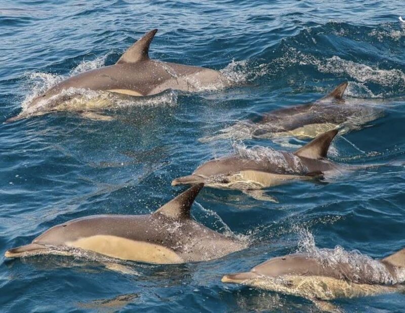 Newcastle: Animal Lovers Tour - Kangaroos, Dolphins & more! - FAQ