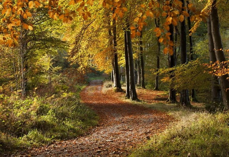 Newcastle: Game of Thrones - Tollymore Forest Trek - Newcastle: Game of Thrones - Tollymore Forest Trek