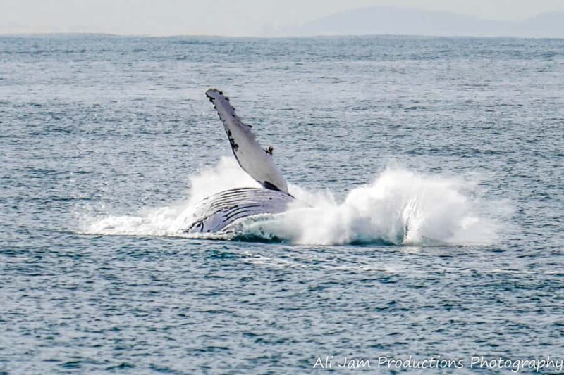 Newcastle: Humpback Whale Watching Cruise and Harbor Tour - FAQs