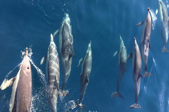 Newcastle: Port Stephens day tour - Dolphins, hike & swim! - Who Is This Tour Best For?