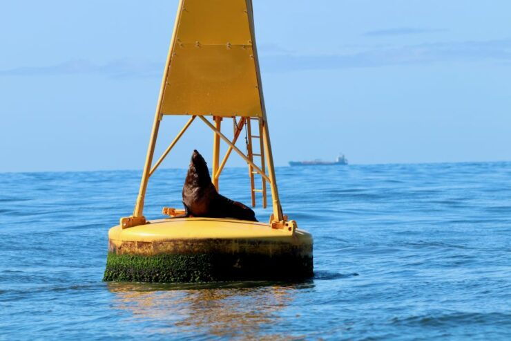 Newcastle: Small Group Humpback Whale Encounter Tour - Payment and Booking Information