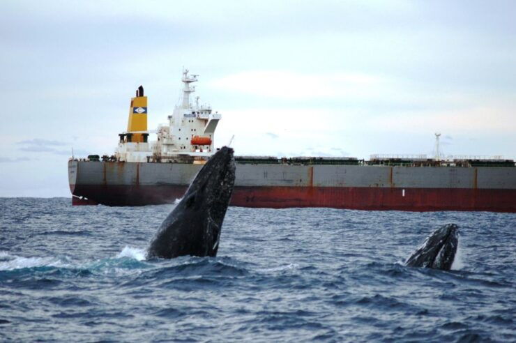 Newcastle Whale Watching Cruise - Activity Details
