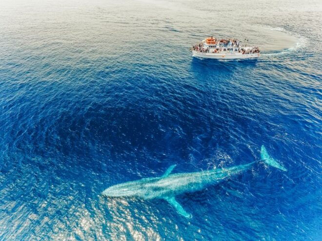 Newport Beach: 2-Hour Whale Watching Tour - Additional Tips