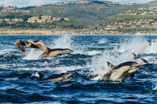 Newport Beach: 2-Hour Whale Watching Tour - The Sum Up