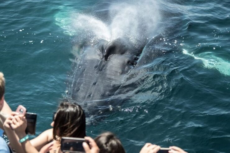 Newport Beach: Luxury Whale Watching Catamaran Cruise - Activity Highlights