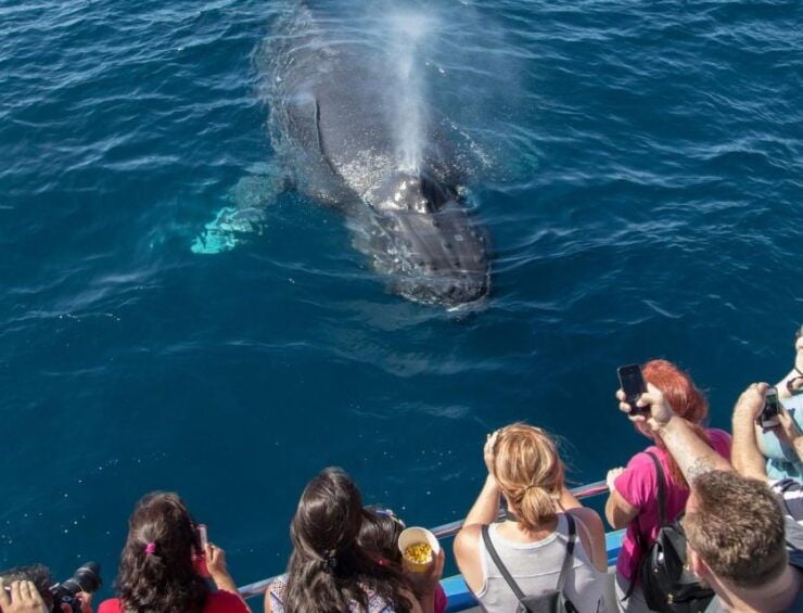 Newport Beach: Luxury Whale Watching Catamaran Cruise - Booking Information