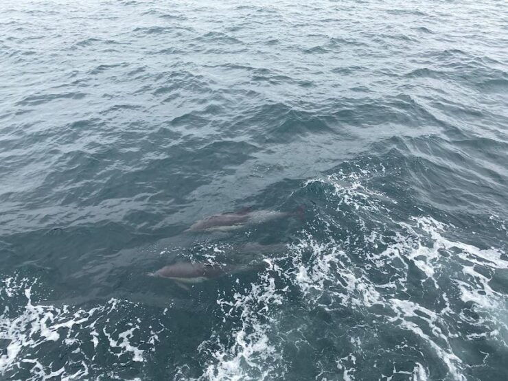 Newport Beach Private Tour & Whale Watching Cruise - Good To Know