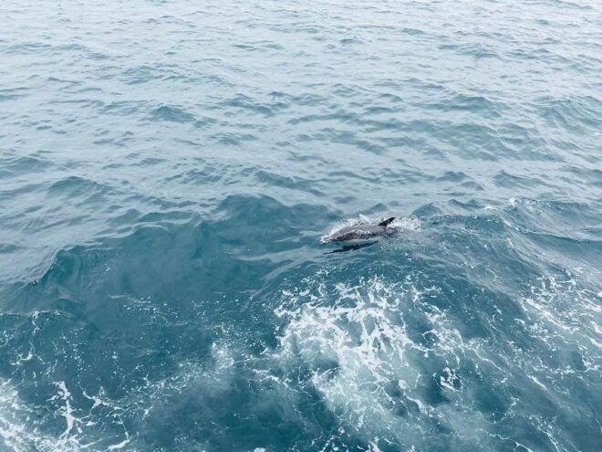 Newport Beach Private Tour & Whale Watching Cruise - Inclusions