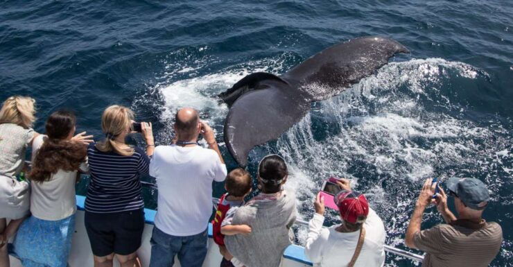 Newport Beach: Year-Round Whale Watching Cruise - Booking Details for Whale Watching Cruise