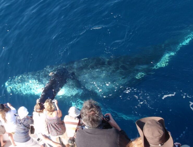 Newport Beach: Year-Round Whale Watching Cruise - Experience Highlights on the Cruise