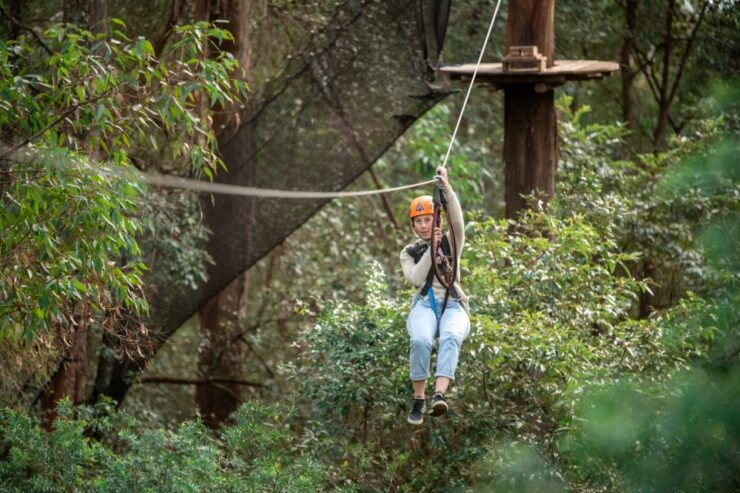 Newscastle: Australian Tree Ropes Course Adventure - Activity Details