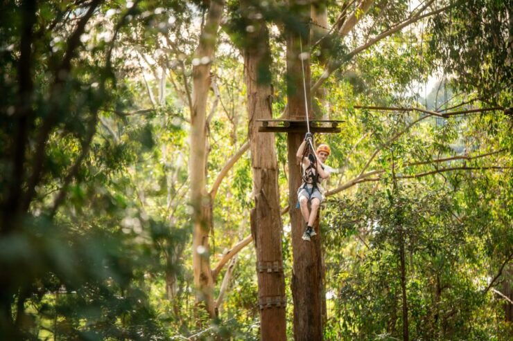 Newscastle: Australian Tree Ropes Course Adventure - Experience Highlights