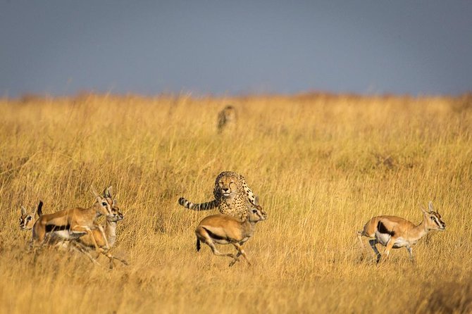 Ngorongoro Crater | Day Tour - Good To Know
