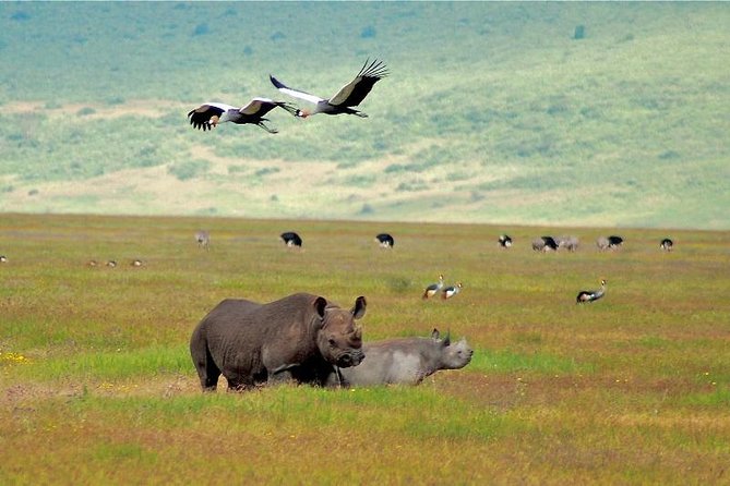 Ngorongoro Crater | Day Tour - Inclusions