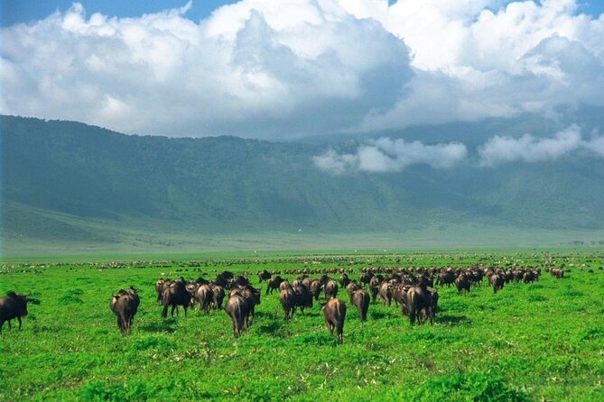 Ngorongoro Crater Day Trip - Travel Tips and Recommendations