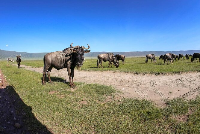 Ngorongoro Crater Day Trip - Frequently Asked Questions