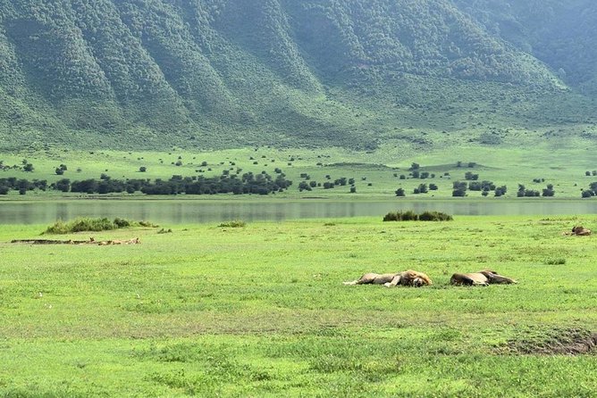 Ngorongoro Crater Day Trip - The Sum Up