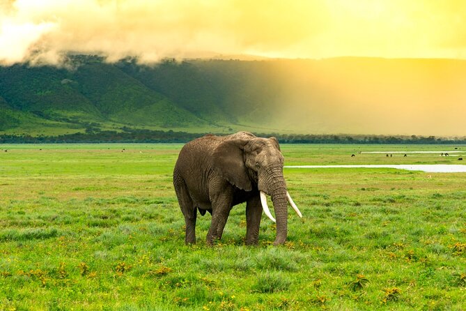 Ngorongoro Crater Day Trip - Trip Inclusions and Exclusions