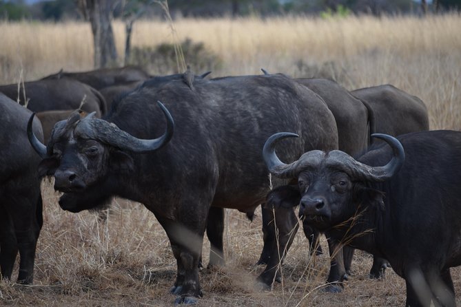 Ngorongoro Crater Day Trip Joining Safari From Arusha - Pickup Details