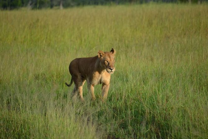 Ngorongoro Crater Day Trip Joining Safari From Arusha - Expectations
