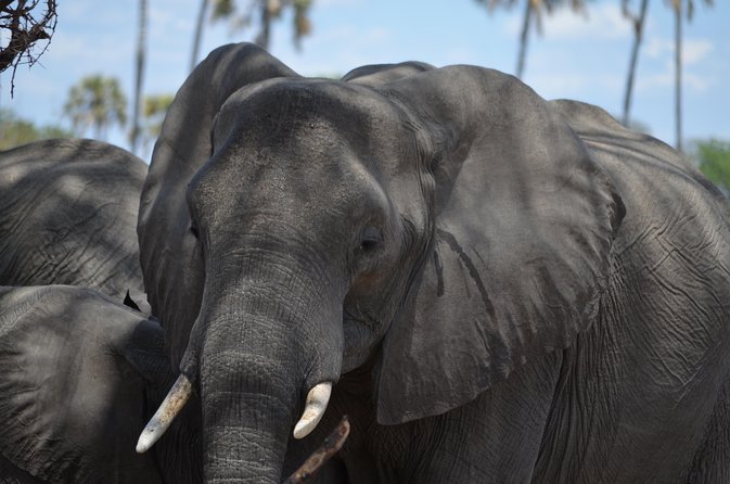 Ngorongoro Crater Day Trip Joining Safari From Arusha - Reviews