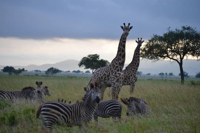 Ngorongoro Crater Day Trip Joining Safari From Arusha - Cancellation Policy