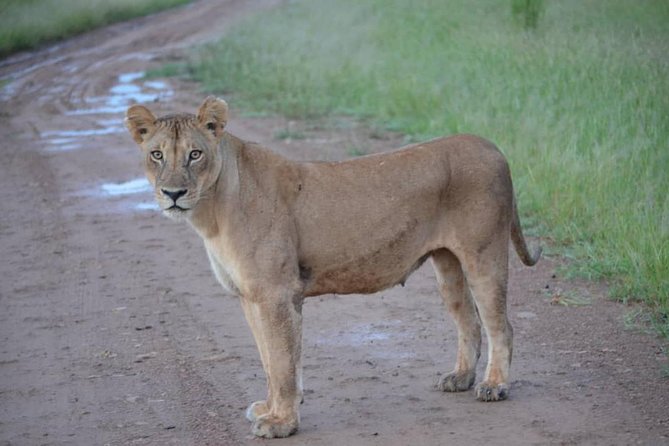Ngorongoro Crater Day Trip Joining Safari From Arusha - Frequently Asked Questions