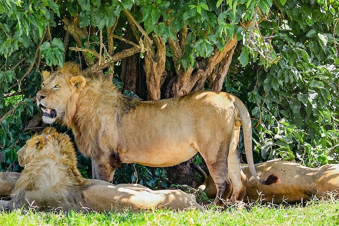 Ngorongoro Crater Day Trip With Pick Up - Good To Know