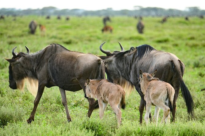Ngorongoro Crater Day Trip With Pick Up - Pickup Location