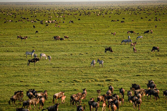 Ngorongoro Crater Day Trip With Pick Up - Pricing Information