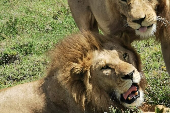 Ngorongoro Crater Full Day Tour - Tour Itinerary