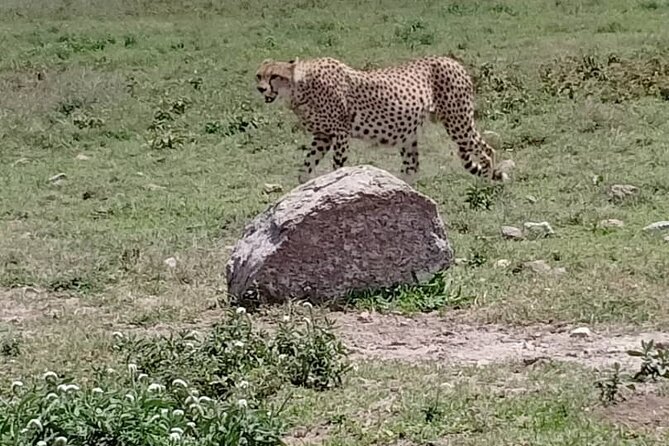 Ngorongoro Crater Full Day Tour - Important Reminders
