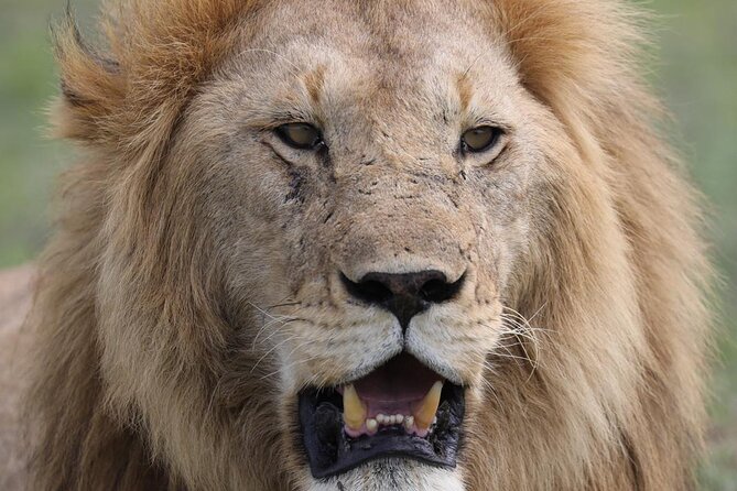 Ngorongoro Crater Full Day Tour - Pricing Information