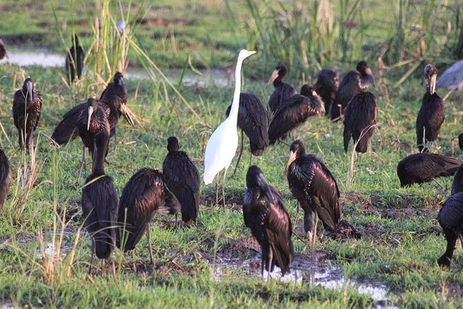 Ngorongoro Day Trip From Arusha / Kilimanjaro - Pricing Details