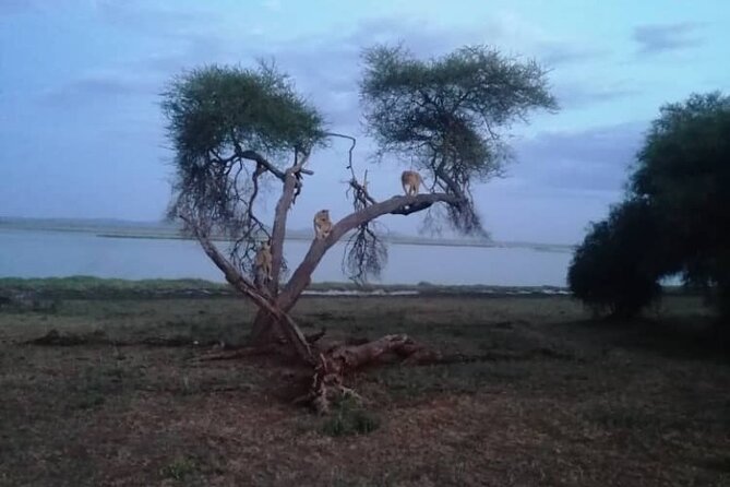 Ngorongoro, Manyara and Tarangire Tour - Inclusions and Exclusions