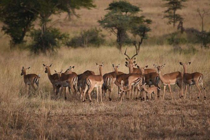 Ngorongoro, Manyara, Tarangire - Good To Know