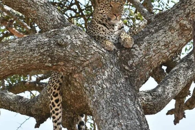Ngorongoro, Manyara, Tarangire - Tour Details