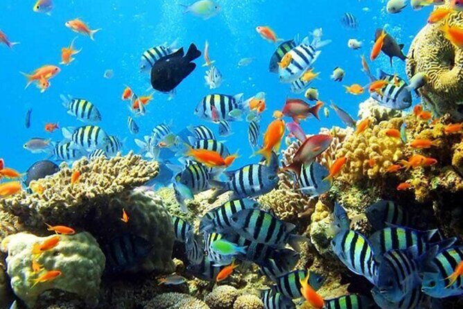 Nha Trang 3 Islands Paradise Explore - Who Is This Tour Best For?