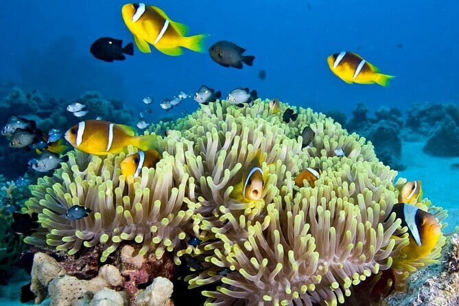 Nha Trang Bay Day Tour: Snorkeling, Fishing, BBQ Lunch & Relaxing - Good To Know