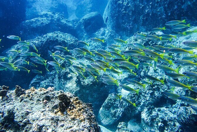 Nha Trang Bay: Private Half-Day Snorkeling Tour at Coral Reef - An Honest Look at the Experience