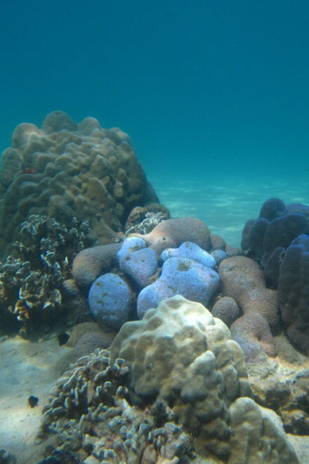 Nha Trang: Diving off Mun Island. - Whats Included in the Dive