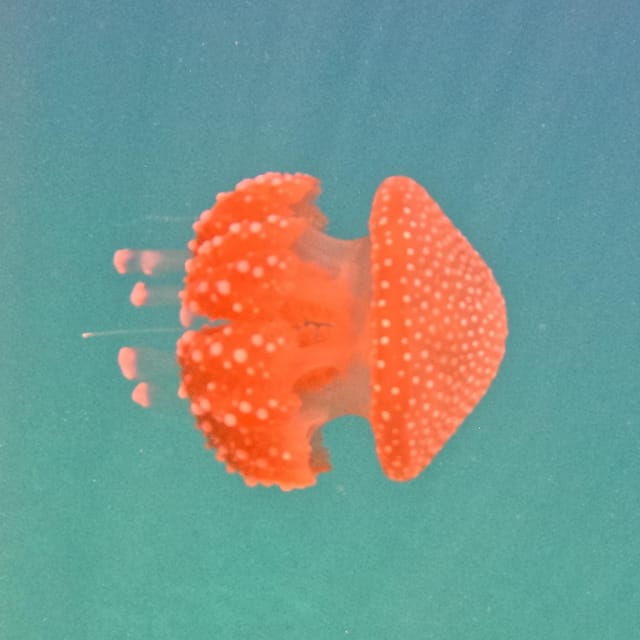 Nha Trang: Diving off Mun Island. - Customer Reviews and Feedback
