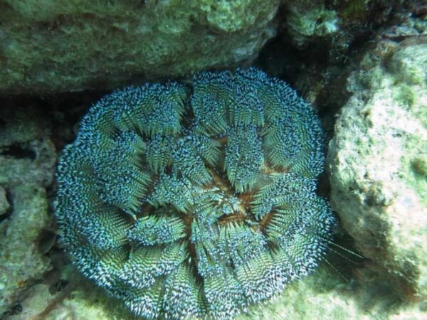 Nha Trang: Experience Snorkeling at Mun Island & Marine Park - Snorkeling Experience Highlights