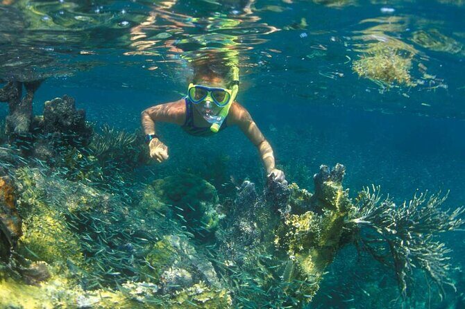 Nha Trang Mun Island Snorkeling Coral Reef Tour with BBQ Lunch - What Makes This Tour Stand Out?