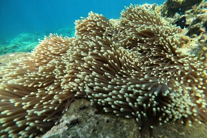 Nha Trang: Private fishing tour: Snorkeling - Fishing -Mini Beach - What’s Included and What’s Not