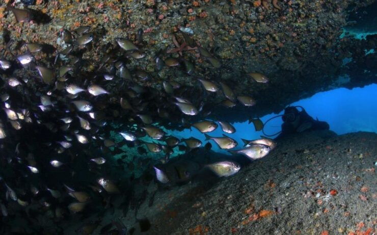 Nha Trang: Scuba Diving Experience for Non-Certified Divers - Activity Overview