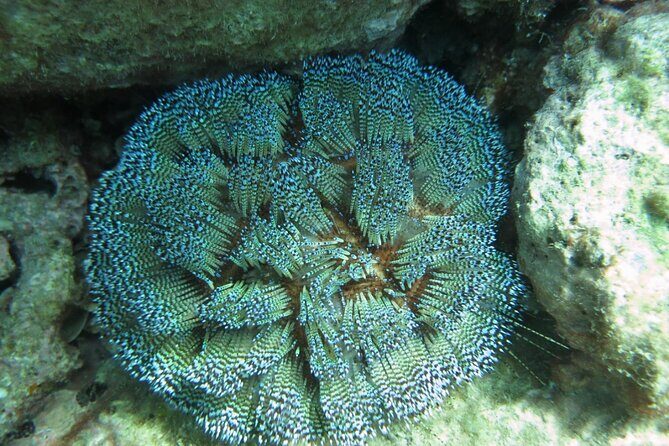 Nha Trang Scuba Diving Tour: 2 Dives for Beginners at Marine Park - Who Is This Tour Best For?