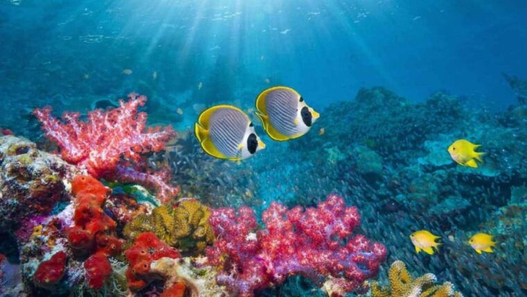 Nha Trang: Snorkeling, Lunch, and Mini Beach - Relaxing at Mini Beach