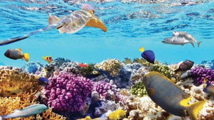 Nha Trang: Snorkeling, Mun Island and Mini Beach Day Trip - Itinerary Details
