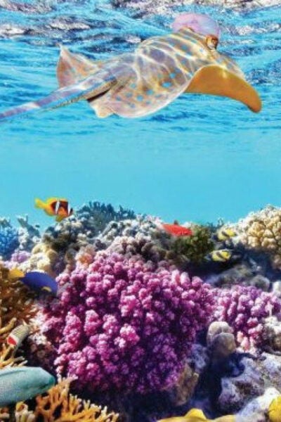 Nha Trang: Snorkeling, Mun Island and Mini Beach Day Trip - Booking Instructions